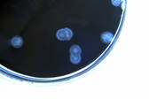 ProSpecT™ Campylobacter Mikrotiterplatten-Assay